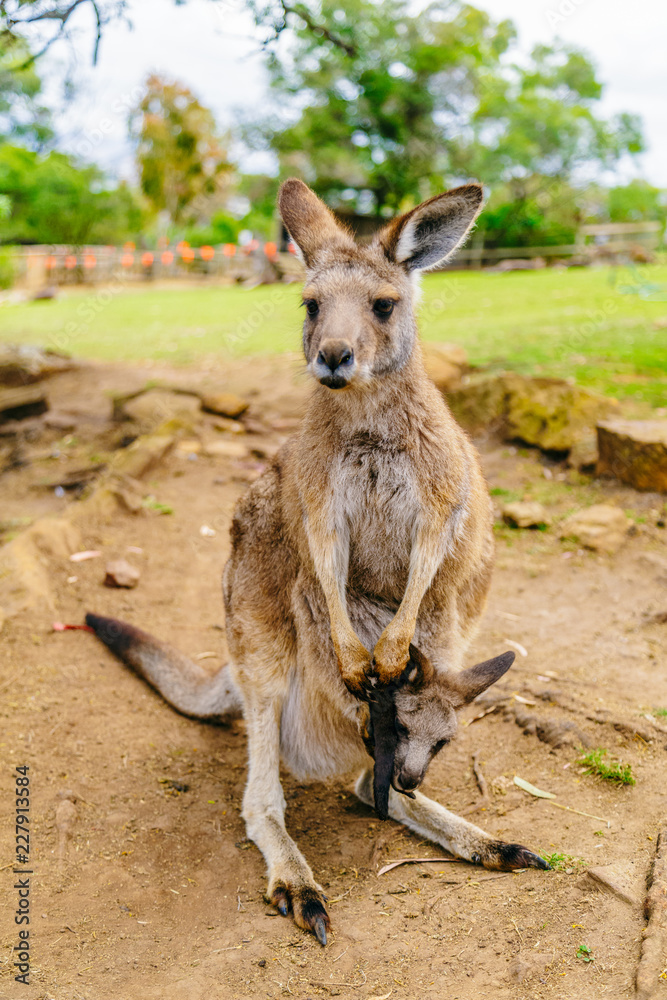 kangaroo & baby