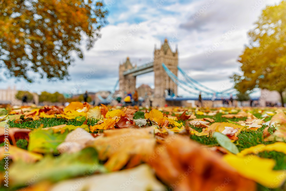 Fototapeta premium Londyn jesienią: kolorowe liście na łące przed Tower Bridge w słońcu