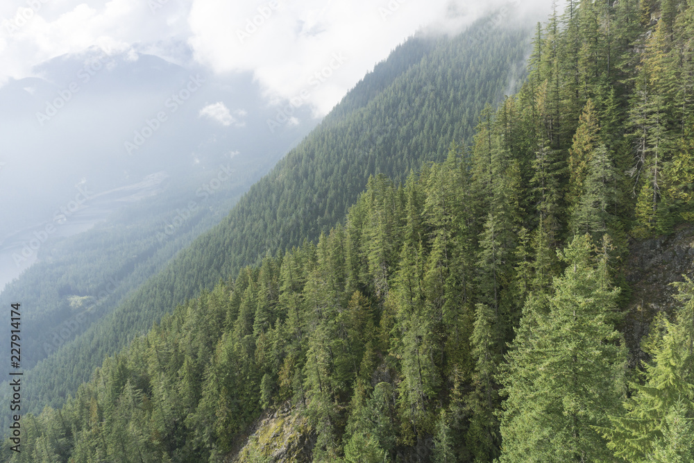 Misty forest scene with fog over pine trees