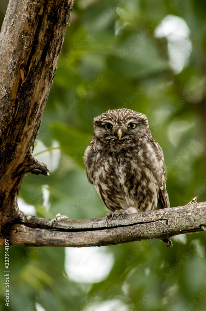 little owl (athene noctua), perched in a tree branch little owl (athene noctua), perched in a tree branch