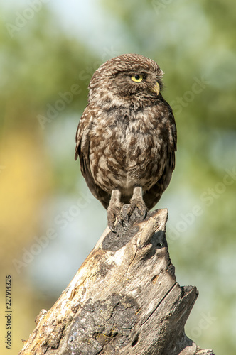 little owl (athene noctua), portrait, perched in a branch © franciscoelias