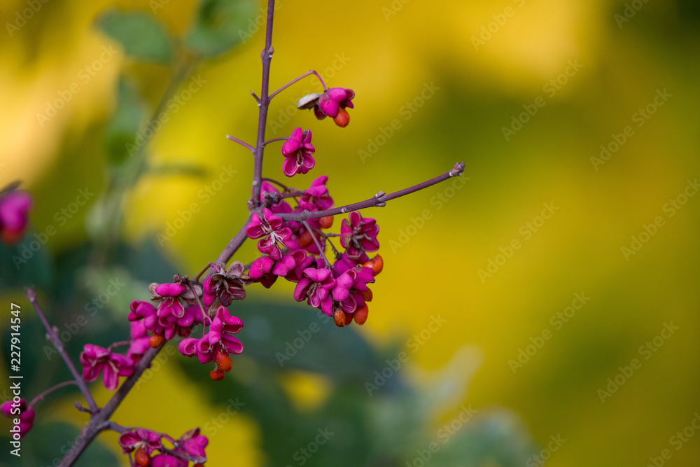 Obraz premium flowers on yellow