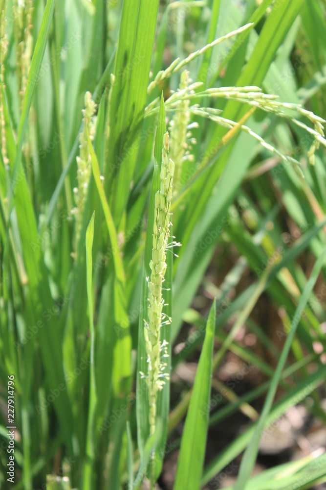 riz