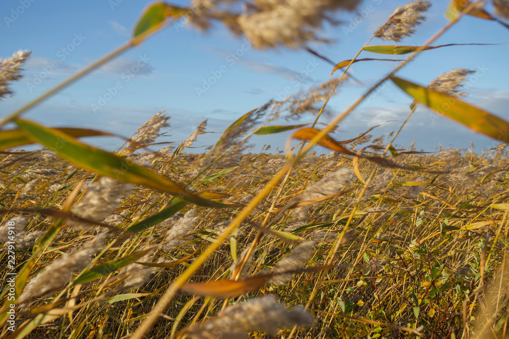 Fototapeta premium wind in cane