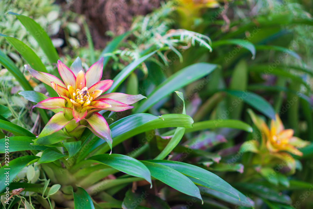 Ornage Bromeliad flower (Aechmea fasciata,BROMELIACEAE ) in the tropical garden Ornage Bromeliad flower (Aechmea fasciata,BROMELIACEAE ) in the tropical garden