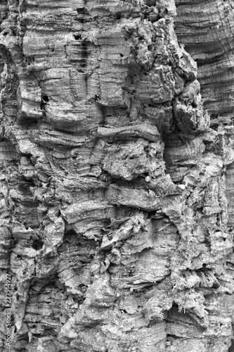 Old tree bark monochrome texture. Background for text or graphic design
