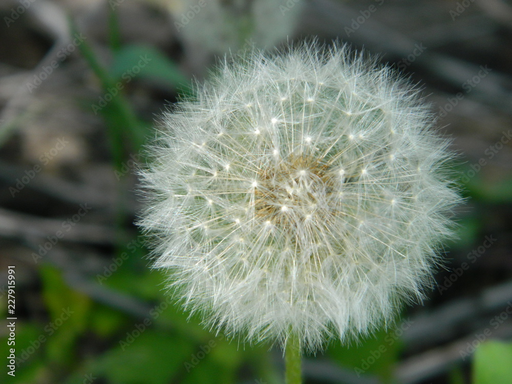 Fototapeta premium Summer flowers in a garden