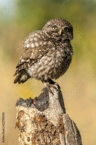 little owl (athene noctua), portrait, perched in a branch