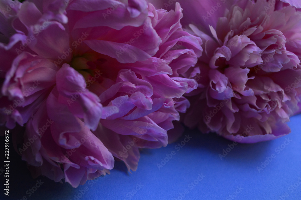 pink Tulip flowers on blue background