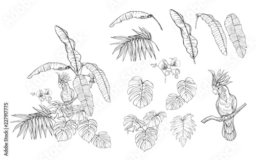 Set of elements for design with tropical plants