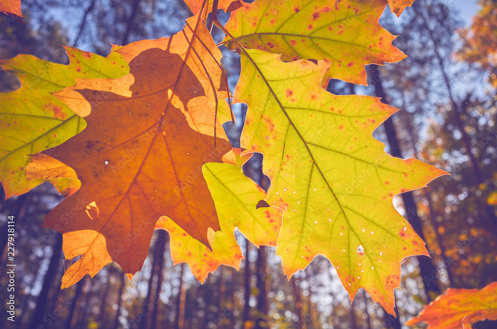 Autumn leaves against the sun, color toning applied, selective focus. Autumn leaves against the sun, color toning applied, selective focus.