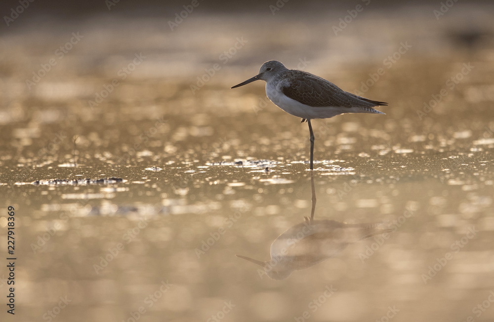 Obraz premium Common green Shank at Sunrise