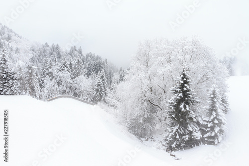 Beautiful cold winter landscape of icy trees with snow in foggy conditions in the mountains of the Brandnertal in the Alps in Vorarlberg, Austria