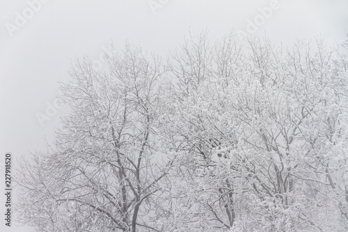 Beautiful cold winter view of icy tree tops with snow in foggy conditions in the mountains of the Brandnertal in the Alps in Vorarlberg, Austria