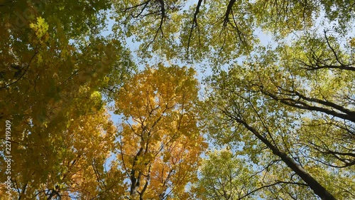 Tree tops in autumn. Colorful autumn treetops in fall forest with blue sky and sun shining. Autumn foliage. Trees swaying in the wind.
