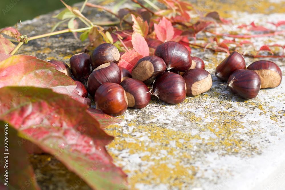 close up of chestnuts in autumn garden