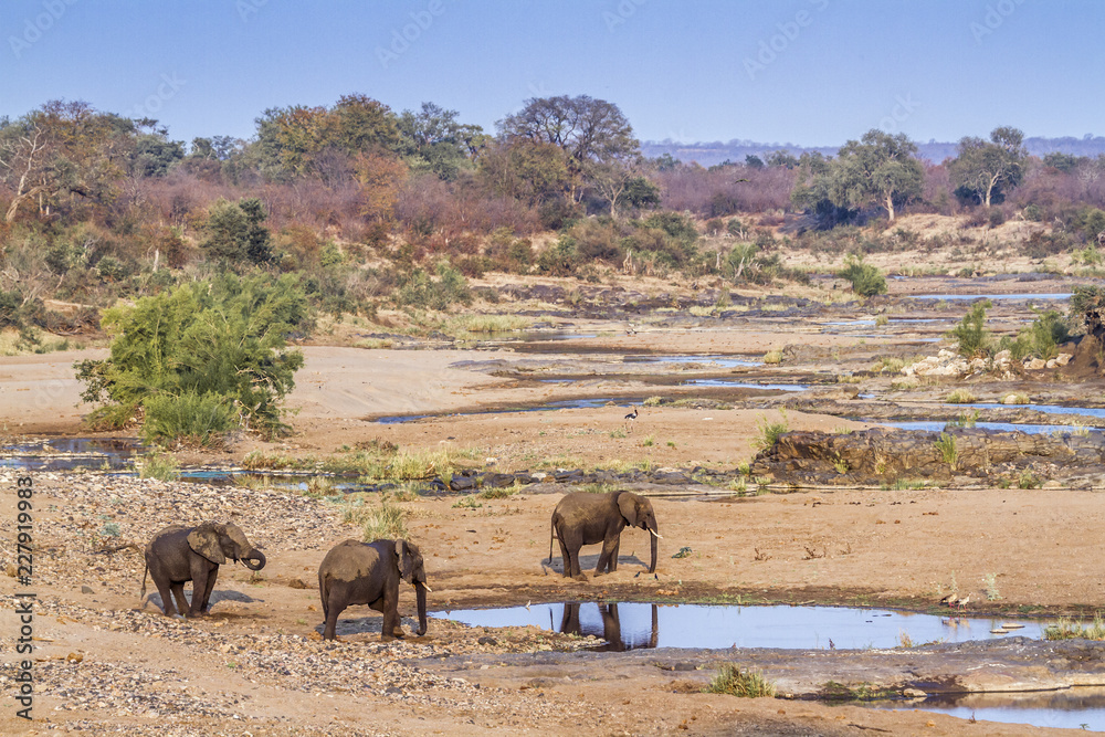 African bush elephant in Kruger National park, South Africa ; Specie Loxodonta africana family of Elephantidae African bush elephant in Kruger National park, South Africa ; Specie Loxodonta africana family of Elephantidae