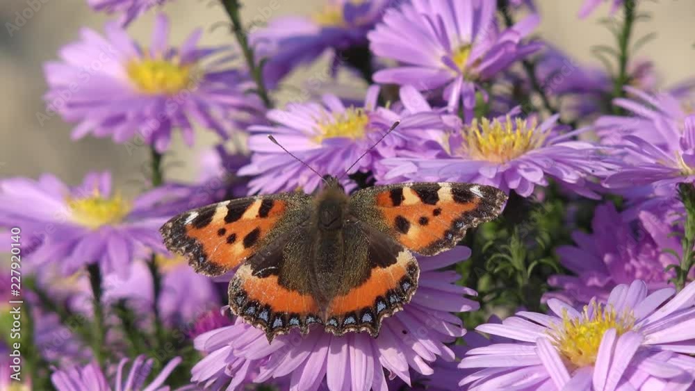 Butterfly small tortoiseshell  on aster