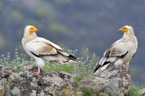 Photography Pair of Egyptian Vulture in the Top of The Mountains