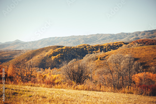autumn landscapes east Kazakhstan yellow trees forest wood high mountains altay © Anastassiya 
