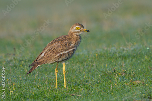 Eurasian stone curlew on the ground