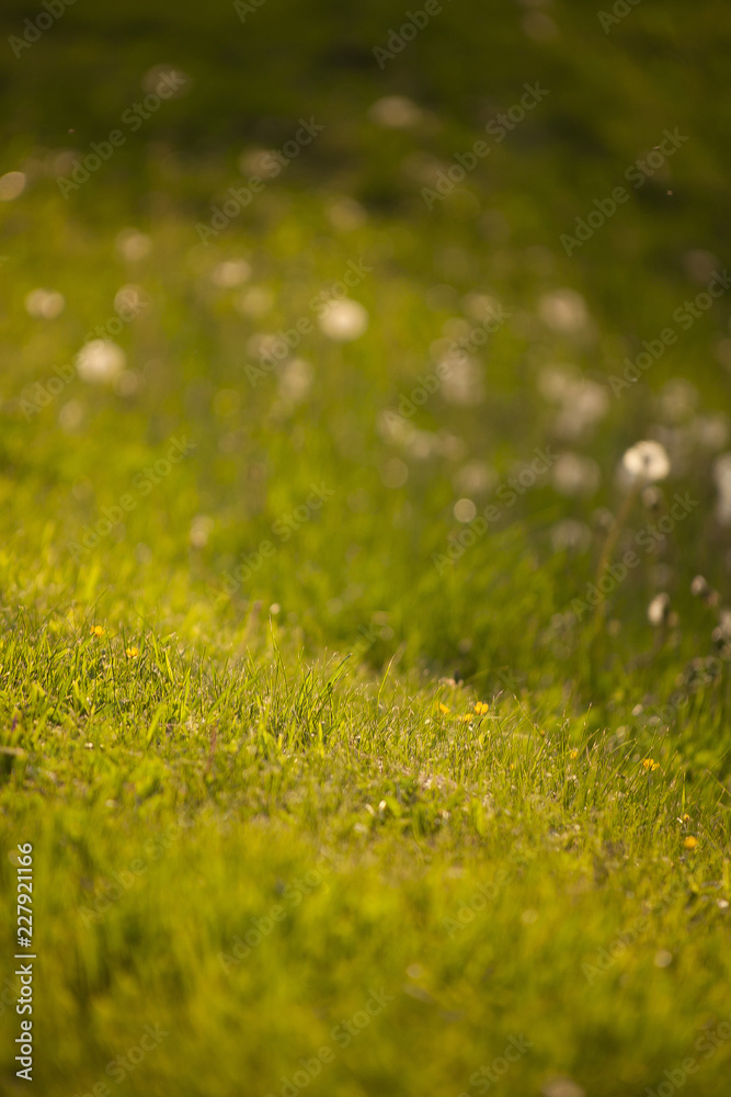 Naklejka premium field of dandelions