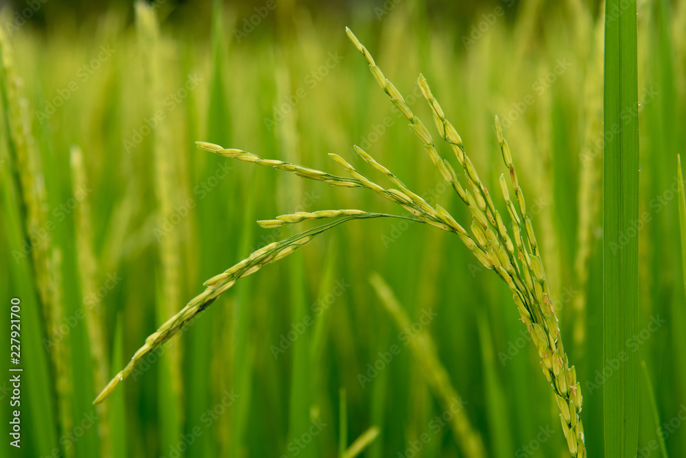 Closeup fresh green paddy rice in field Closeup fresh green paddy rice in field