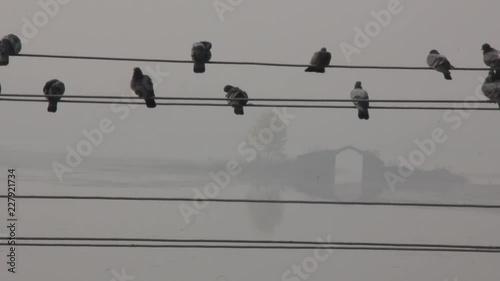 Pigeons on wire