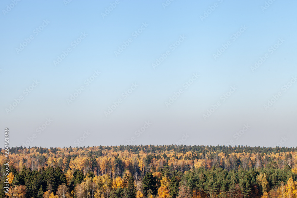 Fototapeta premium Forest with yellow and green trees with a large blue sky.
