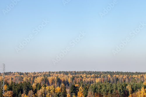 Forest with yellow and green trees with a large blue sky.