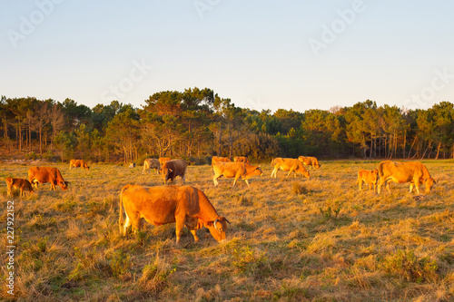 Herd cow grazing field. Por...