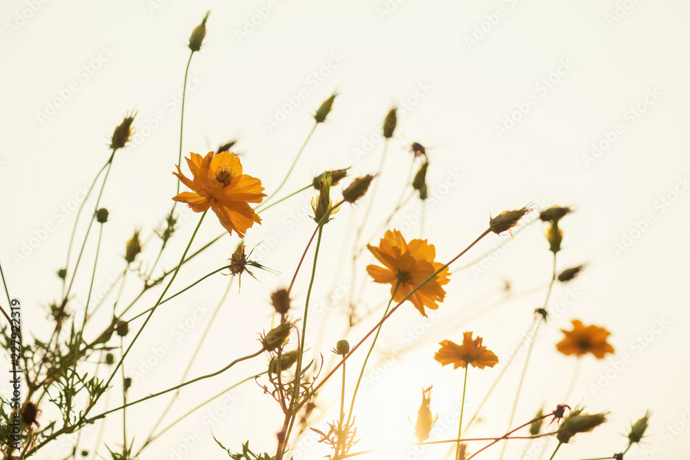 yellow cosmos flower blooming at sunrise