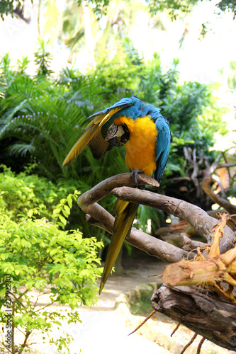 Long-tailed beautiful parrot with colorful feathers. Blue-yellow macaw parrot portrait. Perched parrot is on a branch, covered himself with a wing and cleans feathers