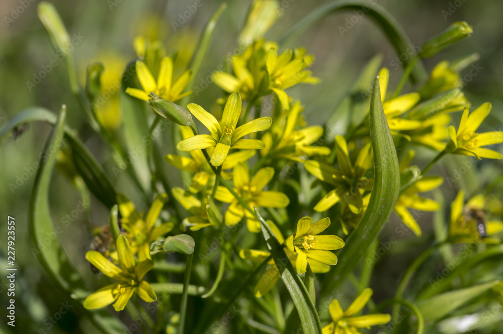 Obraz premium Gagea lutea wild plant flowering in forests during springtime, groundcover creeping yellow flowers in bloom