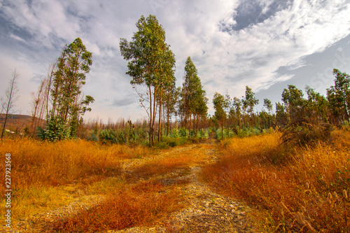 Colorful yellow grass at the autumn time.