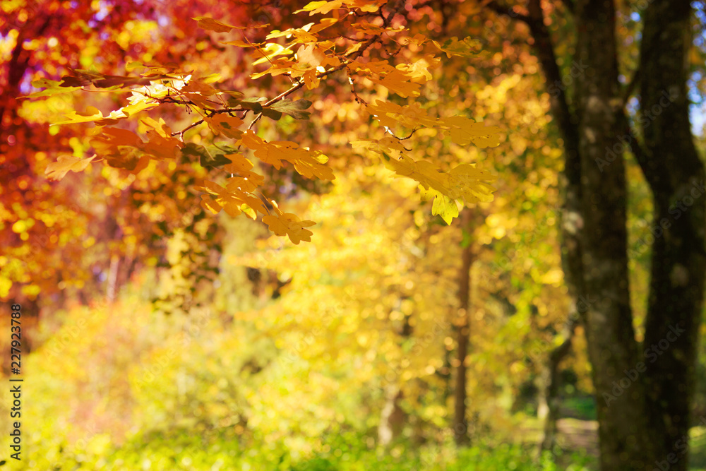 Yellow autumn maple leaves isolated on sunny background. Yellow autumn maple leaves isolated on sunny background.