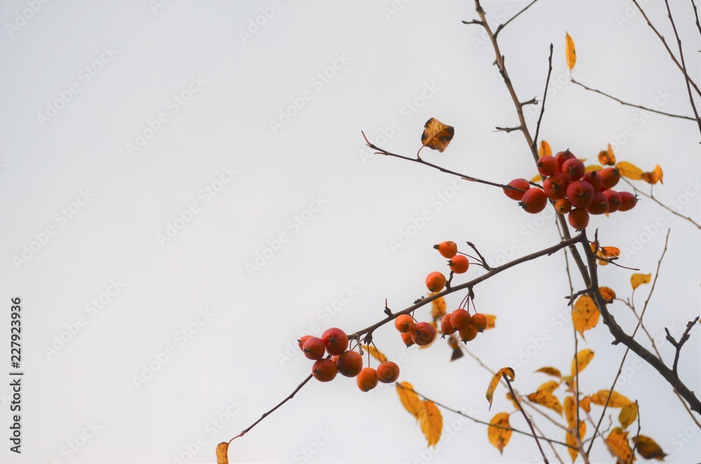 branch of a tree branch of a tree