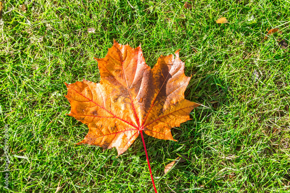 Single orange maple leaf in the morning water dew is lying on a green grass meadow. Single orange maple leaf in the morning water dew is lying on a green grass meadow.