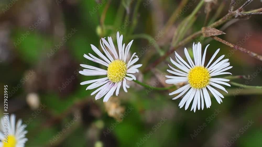 Beautiful flower, white daisy Beautiful flower, white daisy
