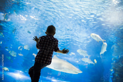 Kid watching the shoal of fish swimming in oceanarium photo