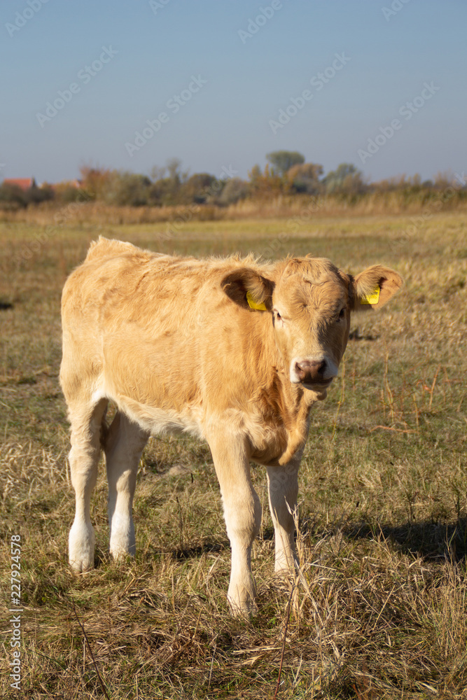 Fototapeta premium brown calf pasture on a meadow looking at camera