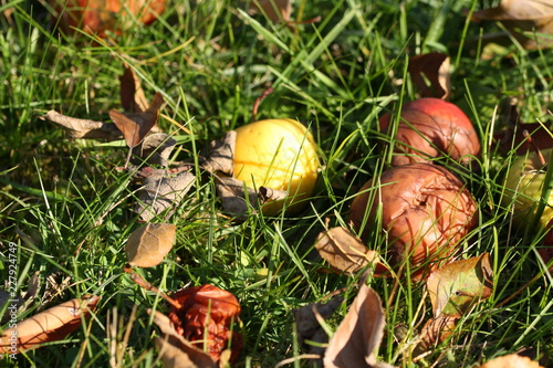 fallobst liegt auf gras im herbst photo