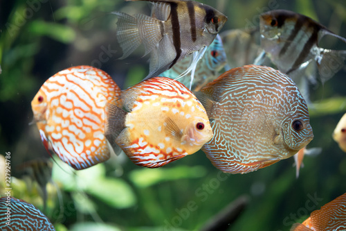 Pigeon Blood Discus fish -Symphysodon aequifasciatus