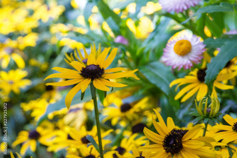 Obraz premium Flowers