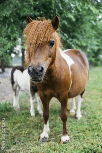 Pony horses on the farm