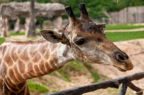 Giraffe portrait in the Safari park. © Nitiphonphat