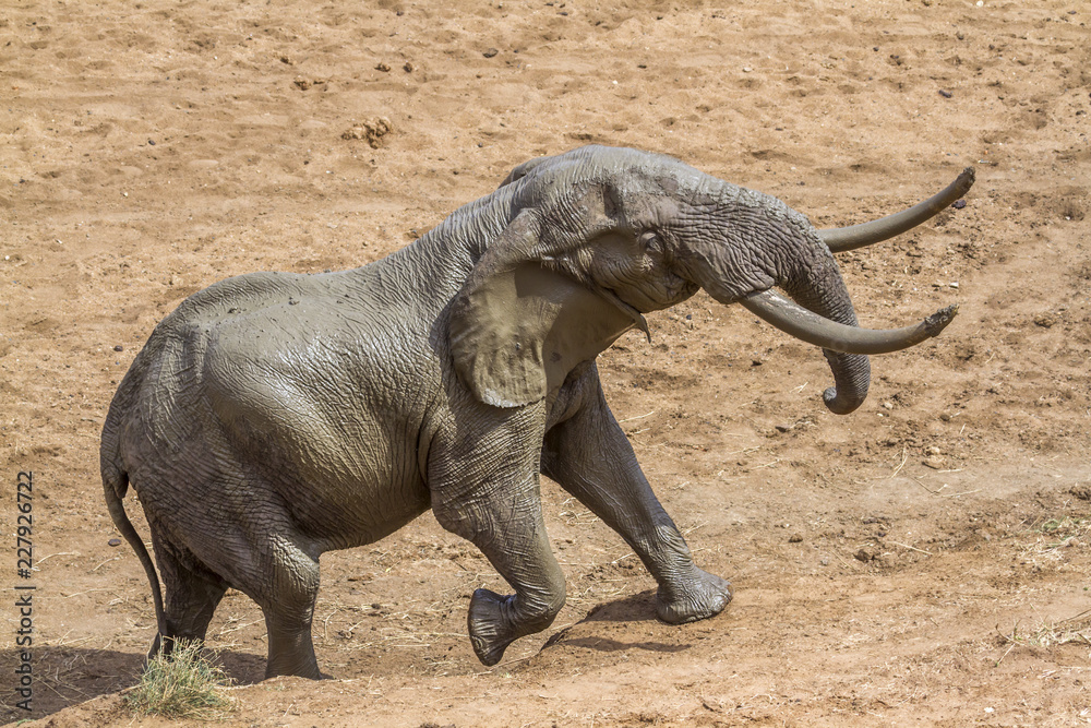 Fototapeta premium African bush elephant in Kruger National park, South Africa ; Specie Loxodonta africana family of Elephantidae