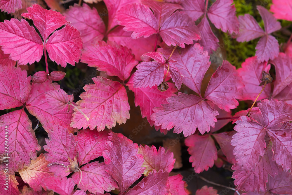 Autumn red leaves Autumn red leaves