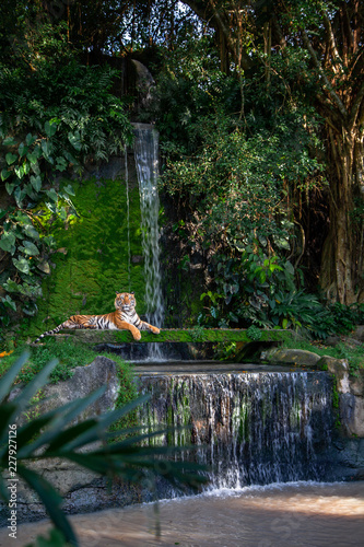 Fototapeta Naklejka Na Ścianę i Meble -  Bengal tiger resting Near the waterfall with green moss from inside the jungle zoo .