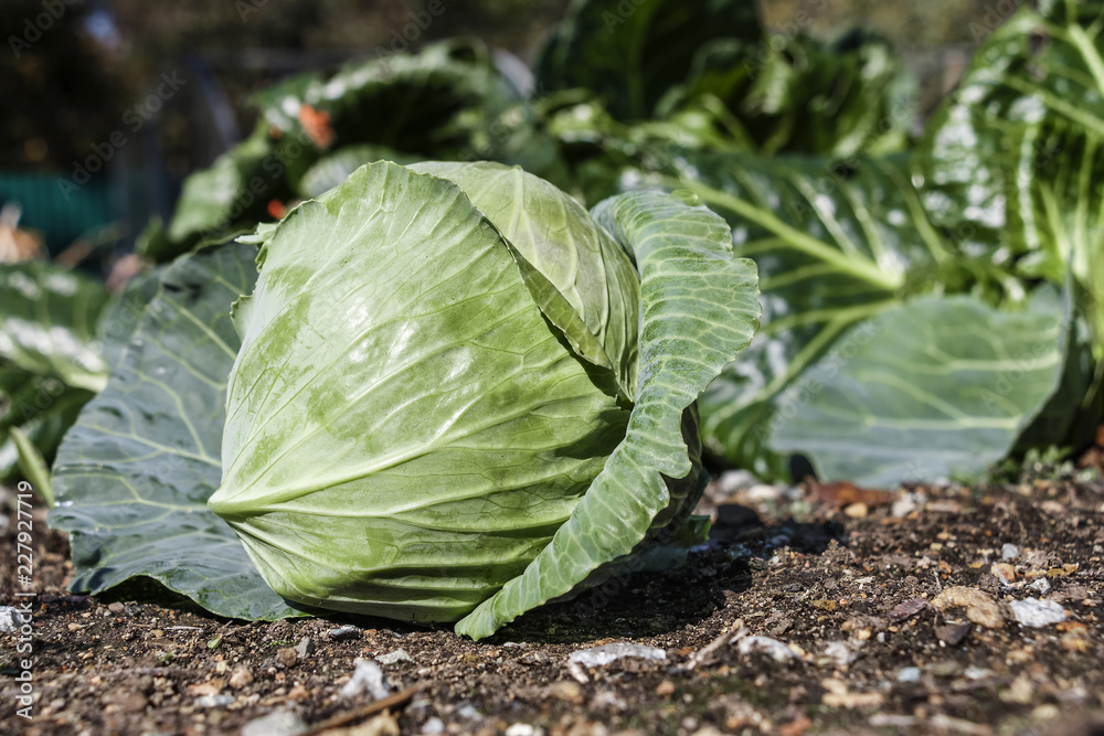 White cabbage on the earth White cabbage on the earth